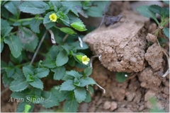 Mecardonia procumbens
